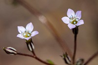 Gilia (Gilia sp. or Ipomopsis sp.)