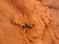 Giant Desert Hairy Scorpion. Original public domain image from Flickr