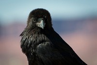 Common Raven. Original public domain image from Flickr