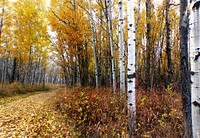 Fish Creek Provincial Park. CalgaryFish Creek Park is a provincial park located in the southern part of Calgary, Alberta.