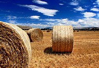 HaymakingFor overall economy, the round bale rules and weigh 750-1500lbs The machines that make them are the simplest to operate and toughest to break.