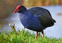 Pukeko. NZ swamp hen.