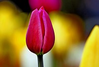 Pink Tulip.Tulips make excellent cut flowers and usually last about a week in a vase. Don't forget to add a little suger to your water to prolong the life of your bouquet. Original public domain image from Flickr