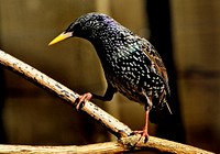 Starling.For farmers, the common starling (Sturnus vulgaris) has been a useful introduction