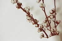 Cotton flower background. Free public domain CC0 image.