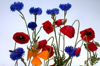 Blue and red flower background. Free public domain CC0 photo.