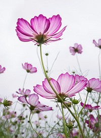 Pink cosmos. Free public domain CC0 image.