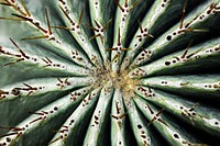 Golden barrel cactus background. Free public domain CC0 photo.