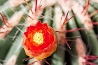 Cactus flower background. Free public domain CC0 photo.