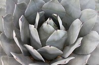 Succulent background. Free public domain CC0 image.