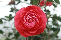 Red camellia background. Free public domain CC0 photo.