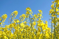 Rape flower. Free public domain CC0 image.