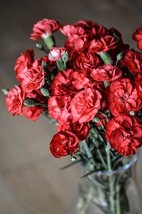 Red carnation background. Free public domain CC0 image.