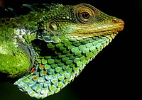 Iguana lizard. Free public domain CC0 image.