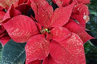 Poinsettia background. Free public domain CC0 photo.