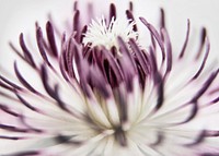 Flower pollen background, macro shot. Free public domain CC0 image.