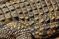 Crocodile skin texture close up. Free public domain CC0 photo.