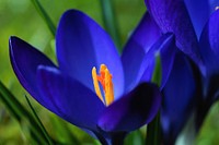 Blue crocus background. Free public domain CC0 image.