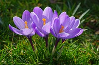 Purple crocus background. Free public domain CC0 photo.