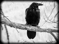 Crow black and white photo. Free public domain CC0 image.