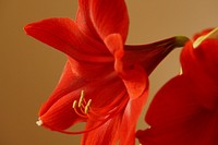 Amaryllis background. Free public domain CC0 photo.