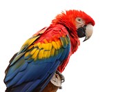 Scarlet Macaw parrot, bird photo. Free public domain CC0 image.