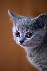 Cute little kitten image, free public domain CC0 photo.