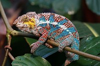 Iguana lizard. Free public domain CC0 image.