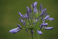 African lily. Free public domain CC0 image.