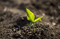 Seedling plant, agriculture and farming. Free public domain CC0 photo.