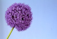 Purple allium. Free public domain CC0 image.