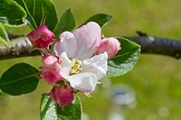 Apple blossom background. Free public domain CC0 photo.
