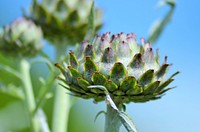 Cardoon, artichoke thistle. Free public domain CC0 image.