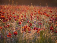 Red poppy field. Free public domain CC0 image.