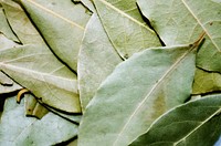 Botanical leaves, nature. Free public domain CC0 photo