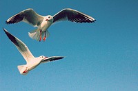 Flying seagulls close up. Free public domain CC0 photo.