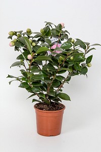 Camellia plant potted. Free public domain CC0 photo.