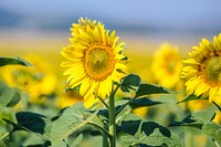 Sunflower background.  Free public domain CC0 image.