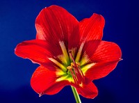 Amaryllis background. Free public domain CC0 photo.