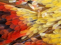 Butterfly wing nature macro insects bicolor. Free public domain CC0 photo