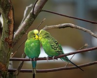 Cute parakeet pet bird. Free public domain CC0 image.