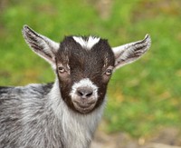 Baby goat looking at camera, Free public domain CC0 photo