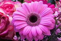 Pink gerbera background. Free public domain CC0 image.