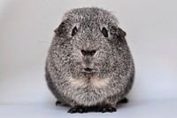 Gray guinea pig, cute pet. Free public domain CC0 image.