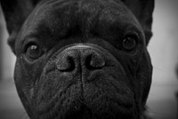 Black dog face close up. Free public domain CC0 photo.