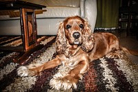 Brown dog lying on carpet. Free public domain CC0 photo