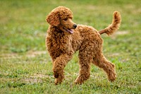 Brown poodle walking on grass. Free public domain CC0 photo.