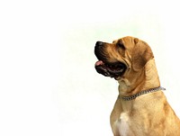 Brown dog on white background. Free public domain CC0 photo.