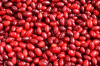 Pile of Dogwood berries. Free public domain CC0 image.