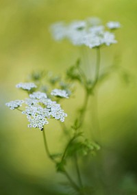 White dill flower. Free public domain CC0 photo.